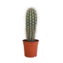 Pachycereus Pringlei in 17 cm pot